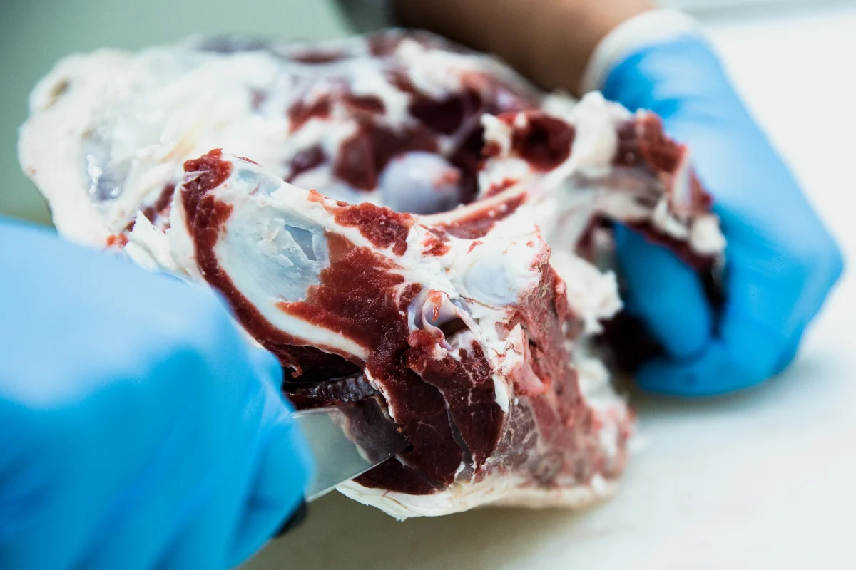 無添加ドッグフードの選び方|本当に安全なペットフードの見分け方