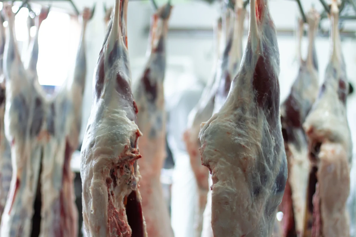 鹿肉の安全性|犬に与えても大丈夫?エゾ鹿ジビエの衛生管理と品質基準